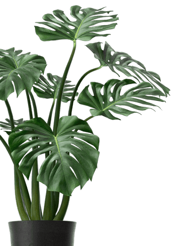 Sleek fiberglass container boxes filled with dense snake plants forming a privacy barrier between office desks.